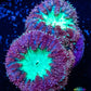 Blastomussa wellsi Coral- Frag WYSIWYG Blastomussa wellsi Coral- Frag WYSIWYG LPS Blastomussa wellsi Coral- Frag WYSIWYG Zeo Box Reef