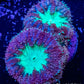 Blastomussa wellsi Coral- Frag WYSIWYG Blastomussa wellsi Coral- Frag WYSIWYG LPS Blastomussa wellsi Coral- Frag WYSIWYG Zeo Box Reef
