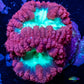 Blastomussa wellsi Coral- Frag WYSIWYG Blastomussa wellsi Coral- Frag WYSIWYG LPS Blastomussa wellsi Coral- Frag WYSIWYG Zeo Box Reef