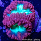Blastomussa wellsi Coral- Frag WYSIWYG Blastomussa wellsi Coral- Frag WYSIWYG LPS Blastomussa wellsi Coral- Frag WYSIWYG Zeo Box Reef