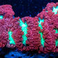 Blastomussa wellsi Coral- Red Green Mouth WYSIWYG 5cm Blastomussa wellsi Coral- Red Green Mouth WYSIWYG 5cm LPS Blastomussa wellsi Coral- Red Green Mouth WYSIWYG 5cm Zeo Box Reef