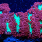 Blastomussa wellsi Coral- Red Green Mouth WYSIWYG 5cm Blastomussa wellsi Coral- Red Green Mouth WYSIWYG 5cm LPS Blastomussa wellsi Coral- Red Green Mouth WYSIWYG 5cm Zeo Box Reef