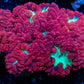 Blastomussa wellsi Coral- WYSIWYG 5cm Blastomussa wellsi Coral- WYSIWYG 5cm LPS Blastomussa wellsi Coral- WYSIWYG 5cm Zeo Box Reef