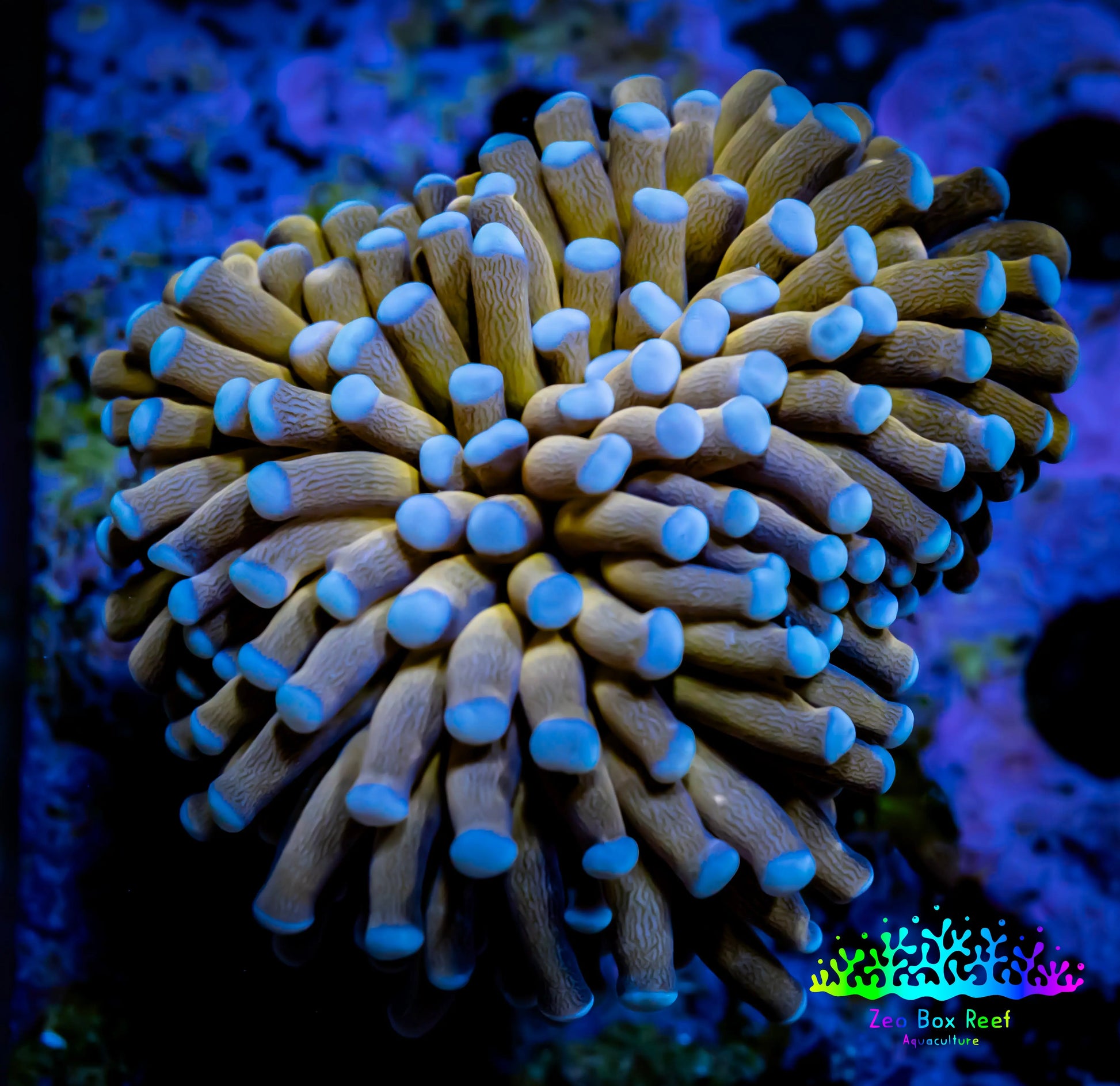 Blue Tip Gold Torch Coral 5cm WYSIWYG C1 R2B1 Blue Tip Gold Torch Coral 5cm WYSIWYG C1 R2B1 LPS Blue Tip Gold Torch Coral 5cm WYSIWYG C1 R2B1 Zeo Box Reef