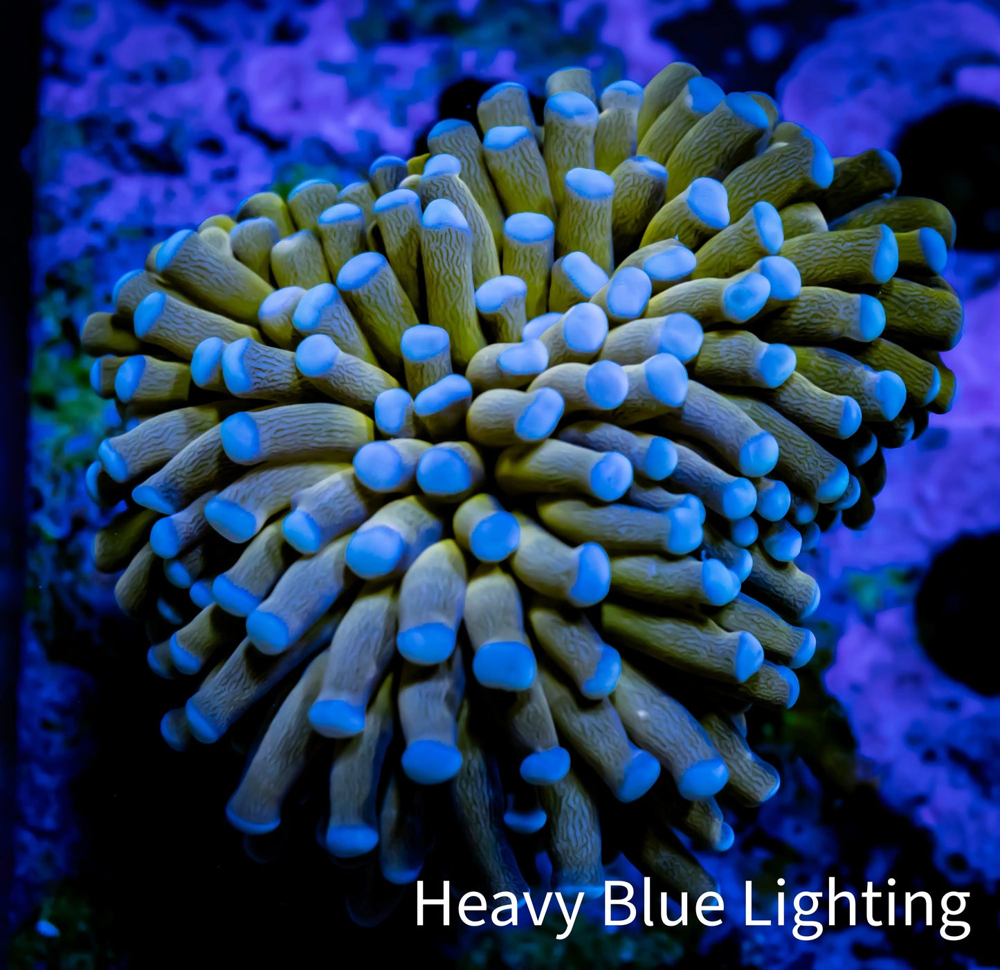 Blue Tip Gold Torch Coral 5cm WYSIWYG C1 R2B1 Blue Tip Gold Torch Coral 5cm WYSIWYG C1 R2B1 LPS Blue Tip Gold Torch Coral 5cm WYSIWYG C1 R2B1 Zeo Box Reef