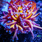 Blue Tip Gold Torch Coral WYSIWYG 5cm Blue Tip Gold Torch Coral WYSIWYG 5cm LPS Blue Tip Gold Torch Coral WYSIWYG 5cm Zeo Box Reef