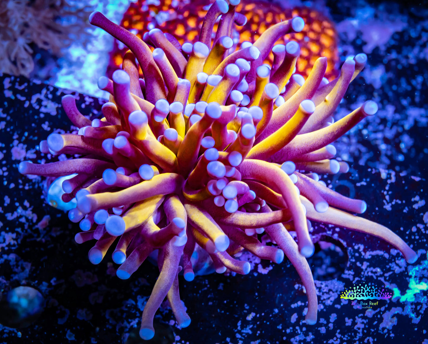 Blue Tip Gold Torch Coral WYSIWYG 5cm Blue Tip Gold Torch Coral WYSIWYG 5cm LPS Blue Tip Gold Torch Coral WYSIWYG 5cm Zeo Box Reef