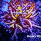 Blue Tip Gold Torch Coral WYSIWYG 5cm Blue Tip Gold Torch Coral WYSIWYG 5cm LPS Blue Tip Gold Torch Coral WYSIWYG 5cm Zeo Box Reef
