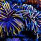 Blue Tip Gold Torch Coral WYSIWYG 5cm Blue Tip Gold Torch Coral WYSIWYG 5cm LPS Blue Tip Gold Torch Coral WYSIWYG 5cm Zeo Box Reef