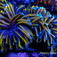 Blue Tip Gold Torch Coral WYSIWYG 5cm Blue Tip Gold Torch Coral WYSIWYG 5cm LPS Blue Tip Gold Torch Coral WYSIWYG 5cm Zeo Box Reef