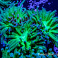 Blue Tip Green Torch Coral 8 cm Blue Tip Green Torch Coral 8 cm LPS Blue Tip Green Torch Coral 8 cm Zeo Box Reef