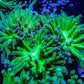 Blue Tip Green Torch Coral 8 cm Blue Tip Green Torch Coral 8 cm LPS Blue Tip Green Torch Coral 8 cm Zeo Box Reef