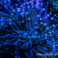 Blue Tip Purple Stem Gold Hue Torch Coral 7cm WYSIWYG Blue Tip Purple Stem Gold Hue Torch Coral 7cm WYSIWYG LPS Blue Tip Purple Stem Gold Hue Torch Coral 7cm WYSIWYG Zeo Box Reef