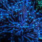 Blue Tip Purple Stem Gold Hue Torch Coral 7cm WYSIWYG Blue Tip Purple Stem Gold Hue Torch Coral 7cm WYSIWYG LPS Blue Tip Purple Stem Gold Hue Torch Coral 7cm WYSIWYG Zeo Box Reef