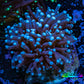 Blue Tip Torch Coral 4cm WYSIWYG D2R1B1 Blue Tip Torch Coral 4cm WYSIWYG D2R1B1 LPS Blue Tip Torch Coral 4cm WYSIWYG D2R1B1 Zeo Box Reef