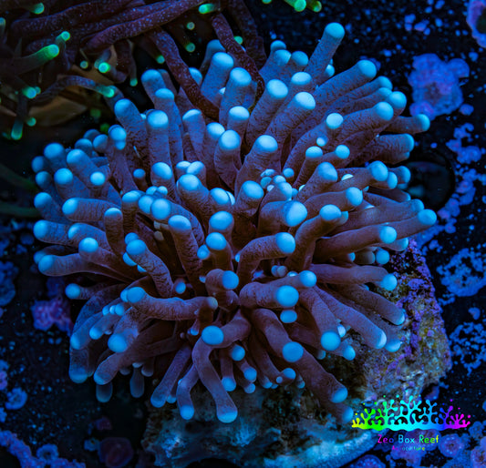 Blue Tip Torch Coral 4cm WYSIWYG D2R1B1 Blue Tip Torch Coral 4cm WYSIWYG D2R1B1 LPS Blue Tip Torch Coral 4cm WYSIWYG D2R1B1 Zeo Box Reef