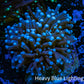 Blue Tip Torch Coral 4cm WYSIWYG D2R1B1 Blue Tip Torch Coral 4cm WYSIWYG D2R1B1 LPS Blue Tip Torch Coral 4cm WYSIWYG D2R1B1 Zeo Box Reef