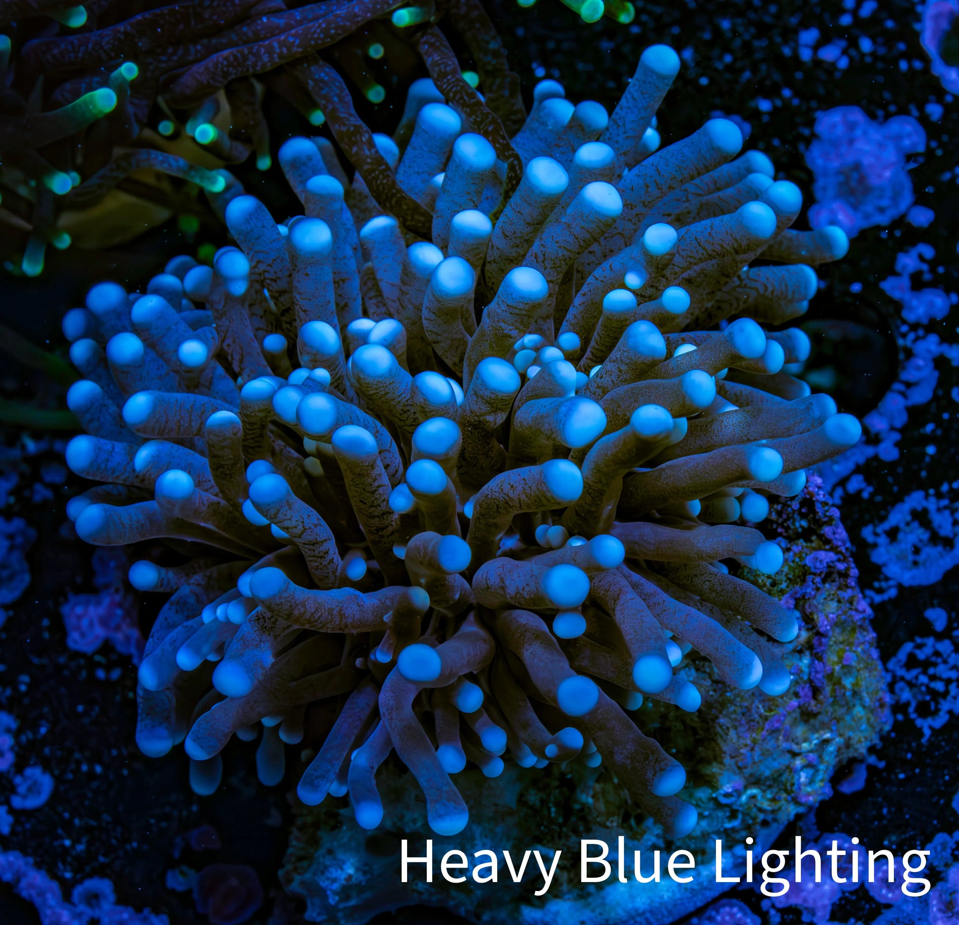Blue Tip Torch Coral 4cm WYSIWYG D2R1B1 Blue Tip Torch Coral 4cm WYSIWYG D2R1B1 LPS Blue Tip Torch Coral 4cm WYSIWYG D2R1B1 Zeo Box Reef