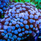 Blue Tip Torch Coral 6cm WYSIWYG 6cm Blue Tip Torch Coral 6cm WYSIWYG 6cm LPS Blue Tip Torch Coral 6cm WYSIWYG 6cm Zeo Box Reef