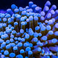 Blue Tip Torch Coral 6cm WYSIWYG Blue Tip Torch Coral 6cm WYSIWYG LPS Blue Tip Torch Coral 6cm WYSIWYG Zeo Box Reef