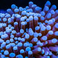 Blue Tip Torch Coral 6cm WYSIWYG Blue Tip Torch Coral 6cm WYSIWYG LPS Blue Tip Torch Coral 6cm WYSIWYG Zeo Box Reef