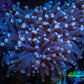 Blue Tip Torch Coral 7cm WYSIWYG F@R1B1 Blue Tip Torch Coral 7cm WYSIWYG F@R1B1 LPS Blue Tip Torch Coral 7cm WYSIWYG F@R1B1 Zeo Box Reef