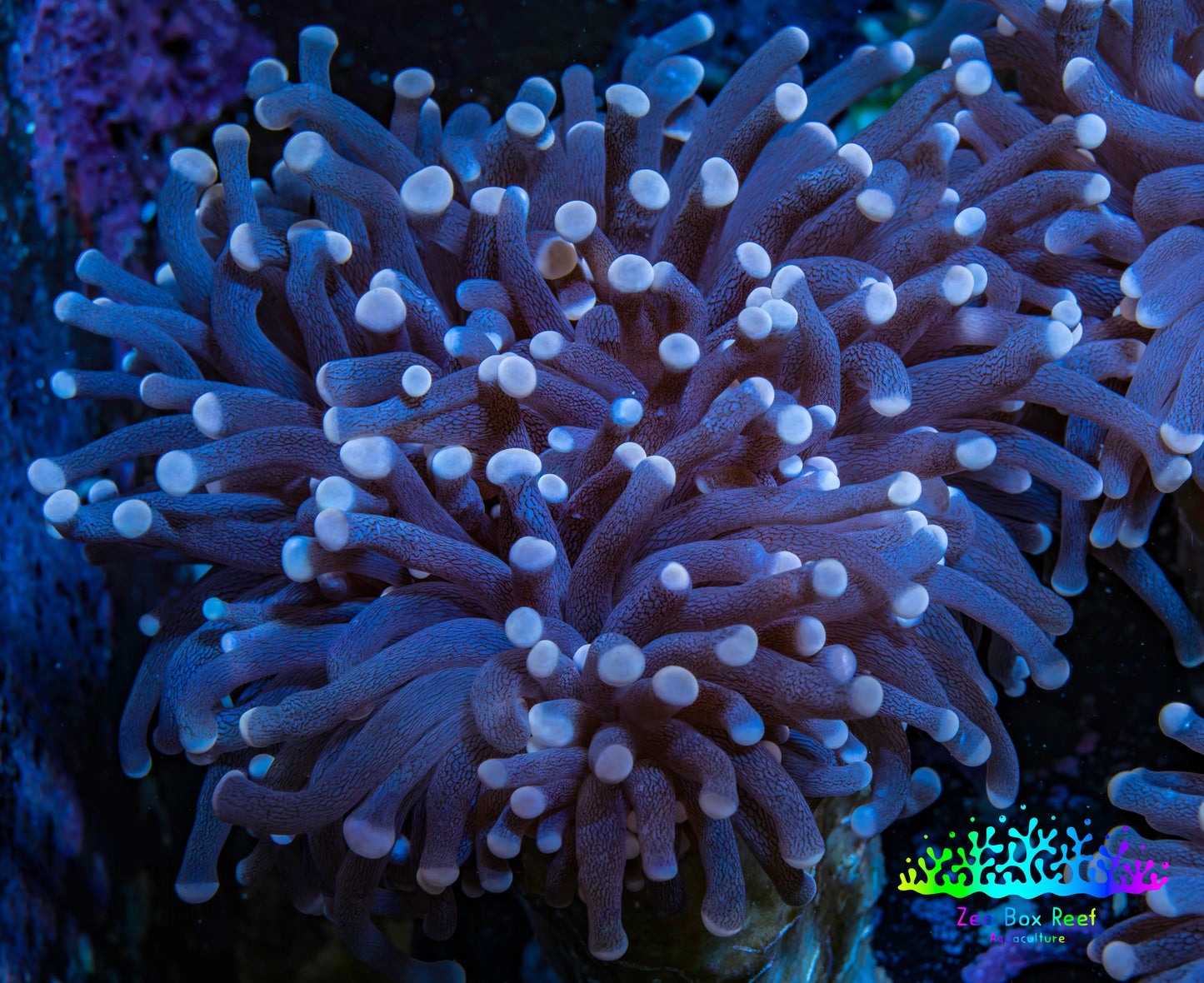 Blue Tip Torch Coral 7cm WYSIWYG F@R1B1 Blue Tip Torch Coral 7cm WYSIWYG F@R1B1 LPS Blue Tip Torch Coral 7cm WYSIWYG F@R1B1 Zeo Box Reef