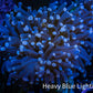 Blue Tip Torch Coral 7cm WYSIWYG F@R1B1 Blue Tip Torch Coral 7cm WYSIWYG F@R1B1 LPS Blue Tip Torch Coral 7cm WYSIWYG F@R1B1 Zeo Box Reef