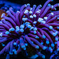 Blue Tip Torch Coral 7cm WYSIWYG Blue Tip Torch Coral 7cm WYSIWYG LPS Blue Tip Torch Coral 7cm WYSIWYG Zeo Box Reef