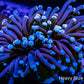 Blue Tip Torch Coral 7cm WYSIWYG Blue Tip Torch Coral 7cm WYSIWYG LPS Blue Tip Torch Coral 7cm WYSIWYG Zeo Box Reef