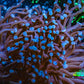 Blue Tip Torch Coral 7cm Blue Tip Torch Coral 7cm LPS Blue Tip Torch Coral 7cm Zeo Box Reef