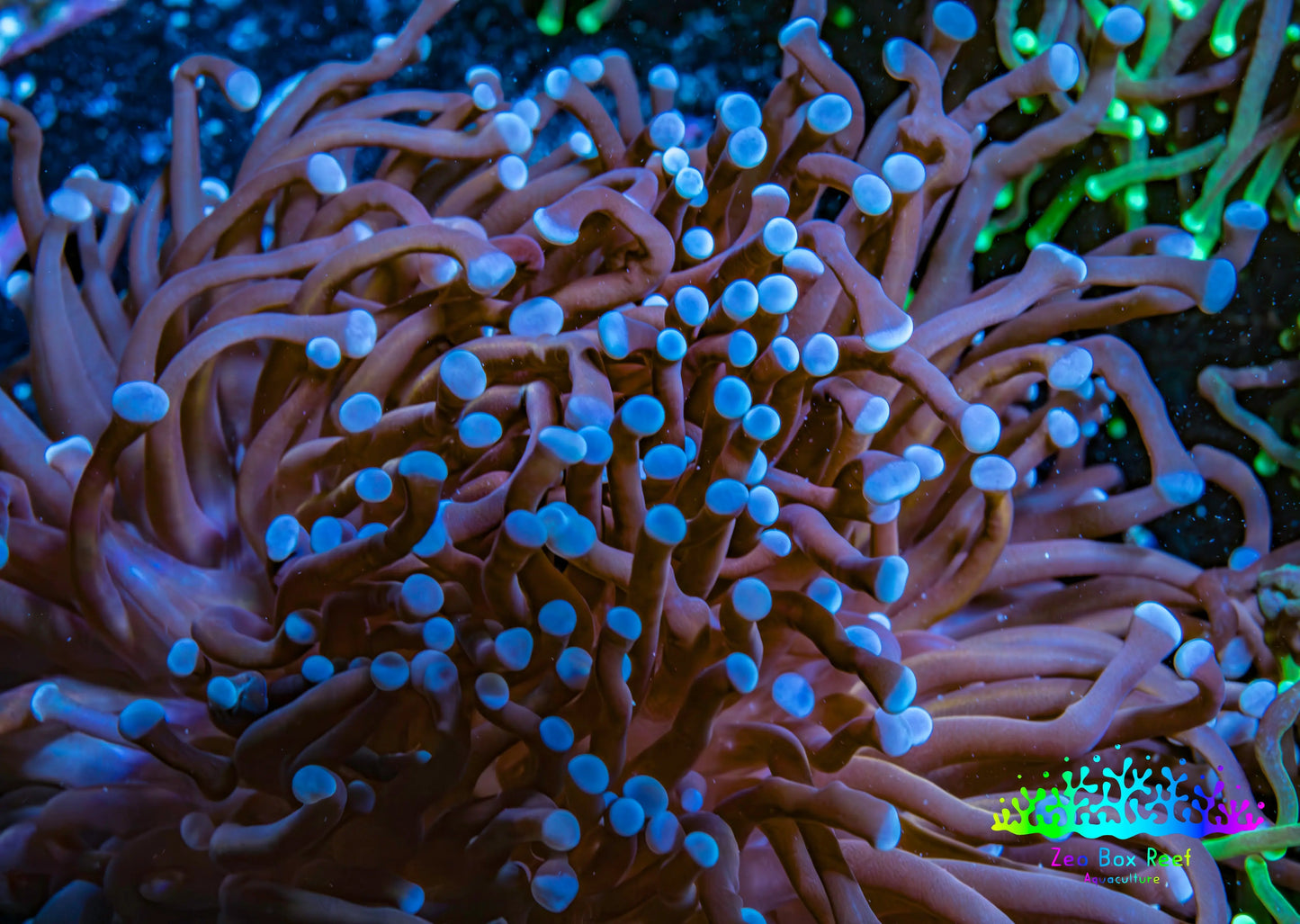Blue Tip Torch Coral 7cm Blue Tip Torch Coral 7cm LPS Blue Tip Torch Coral 7cm Zeo Box Reef