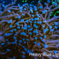 Blue Tip Torch Coral 7cm Blue Tip Torch Coral 7cm LPS Blue Tip Torch Coral 7cm Zeo Box Reef