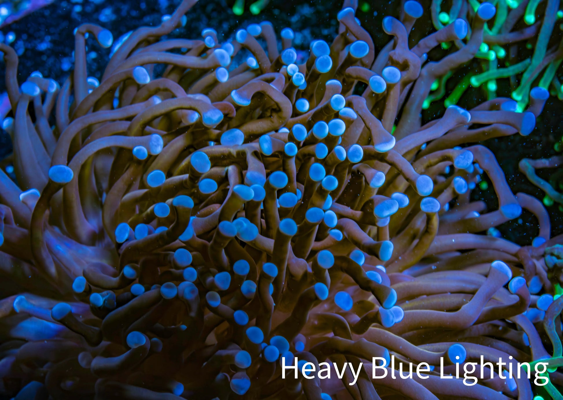 Blue Tip Torch Coral 7cm Blue Tip Torch Coral 7cm LPS Blue Tip Torch Coral 7cm Zeo Box Reef