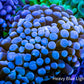 Blue Tip Torch Coral WYSIWYG 6cm Blue Tip Torch Coral WYSIWYG 6cm LPS Blue Tip Torch Coral WYSIWYG 6cm Zeo Box Reef