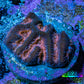 Blushing Ember Favia Coral Frag WYSIWYG Blushing Ember Favia Coral Frag WYSIWYG Aquarium Decor Blushing Ember Favia Coral Frag WYSIWYG Zeo Box Reef