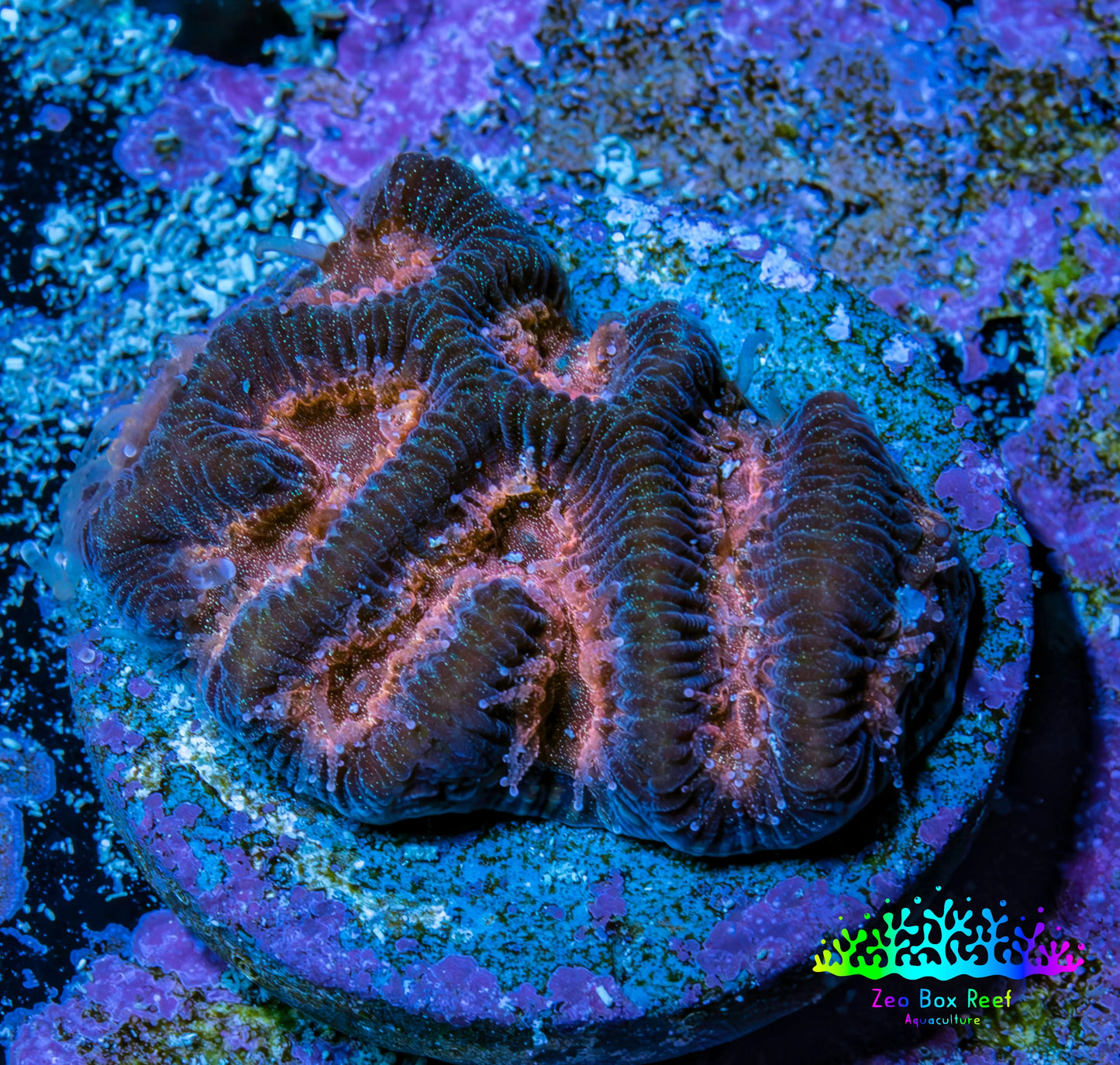 Blushing Ember Favia Coral Frag WYSIWYG Blushing Ember Favia Coral Frag WYSIWYG Aquarium Decor Blushing Ember Favia Coral Frag WYSIWYG Zeo Box Reef