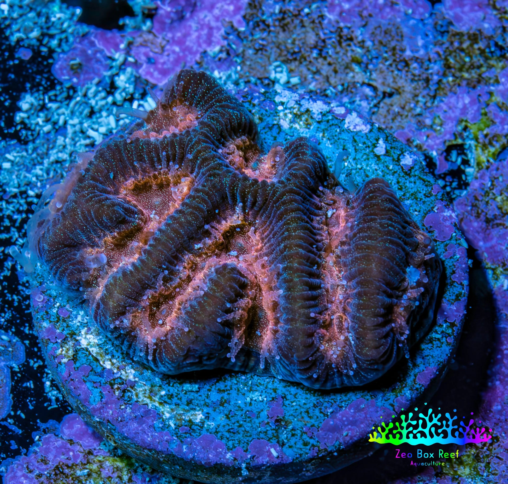 Blushing Ember Favia Coral Frag WYSIWYG Blushing Ember Favia Coral Frag WYSIWYG Aquarium Decor Blushing Ember Favia Coral Frag WYSIWYG Zeo Box Reef