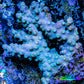 Branching Cyphastrea Coral -  WYSIWYG  7cm Branching Cyphastrea Coral -  WYSIWYG  7cm SPS Branching Cyphastrea Coral -  WYSIWYG  7cm Zeo Box Reef