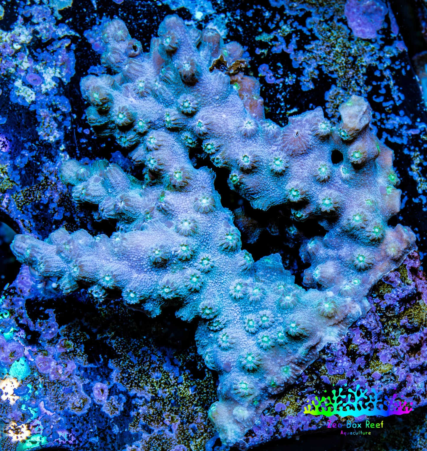 Branching Cyphastrea Coral -  WYSIWYG  7cm Branching Cyphastrea Coral -  WYSIWYG  7cm SPS Branching Cyphastrea Coral -  WYSIWYG  7cm Zeo Box Reef