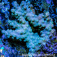 Branching Cyphastrea Coral -  WYSIWYG  7cm Branching Cyphastrea Coral -  WYSIWYG  7cm SPS Branching Cyphastrea Coral -  WYSIWYG  7cm Zeo Box Reef