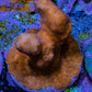 Branching Leptoseris Coral Frag WYSIWYG Branching Leptoseris Coral Frag WYSIWYG Pet Supplies Branching Leptoseris Coral Frag WYSIWYG Zeo Box Reef