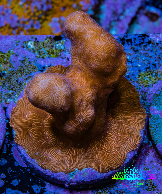 Branching Leptoseris Coral Frag WYSIWYG Branching Leptoseris Coral Frag WYSIWYG Pet Supplies Branching Leptoseris Coral Frag WYSIWYG Zeo Box Reef