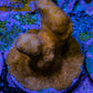 Branching Leptoseris Coral Frag WYSIWYG Branching Leptoseris Coral Frag WYSIWYG Pet Supplies Branching Leptoseris Coral Frag WYSIWYG Zeo Box Reef