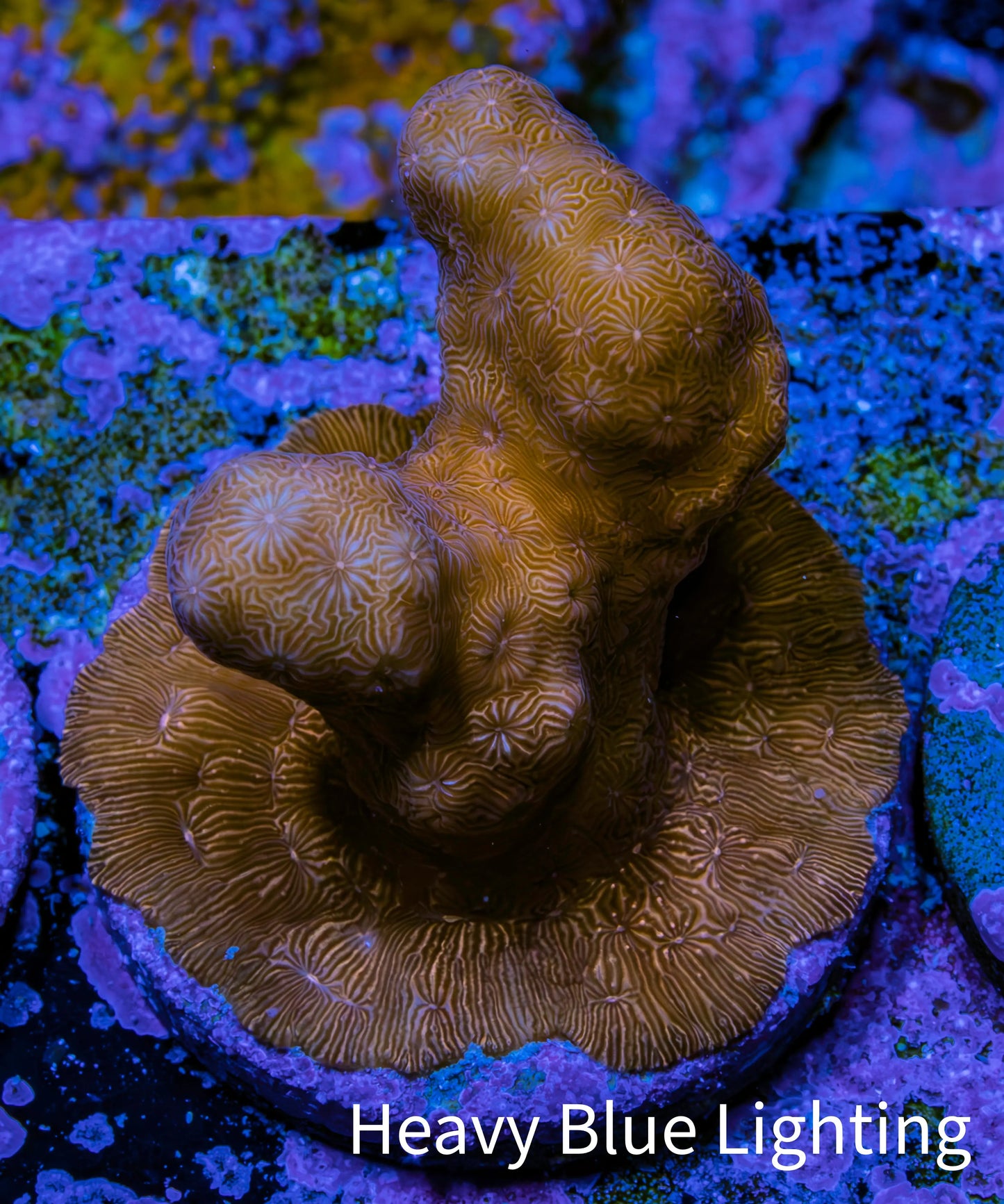 Branching Leptoseris Coral Frag WYSIWYG Branching Leptoseris Coral Frag WYSIWYG Pet Supplies Branching Leptoseris Coral Frag WYSIWYG Zeo Box Reef