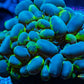 Bubble Coral- Blotchy 4cm WYSIWYG Bubble Coral- Blotchy 4cm WYSIWYG LPS Bubble Coral- Blotchy 4cm WYSIWYG Zeo Box Reef