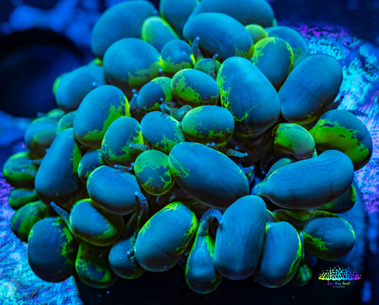 Bubble Coral- Blotchy 4cm WYSIWYG Bubble Coral- Blotchy 4cm WYSIWYG LPS Bubble Coral- Blotchy 4cm WYSIWYG Zeo Box Reef