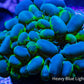 Bubble Coral- Blotchy 4cm WYSIWYG Bubble Coral- Blotchy 4cm WYSIWYG LPS Bubble Coral- Blotchy 4cm WYSIWYG Zeo Box Reef