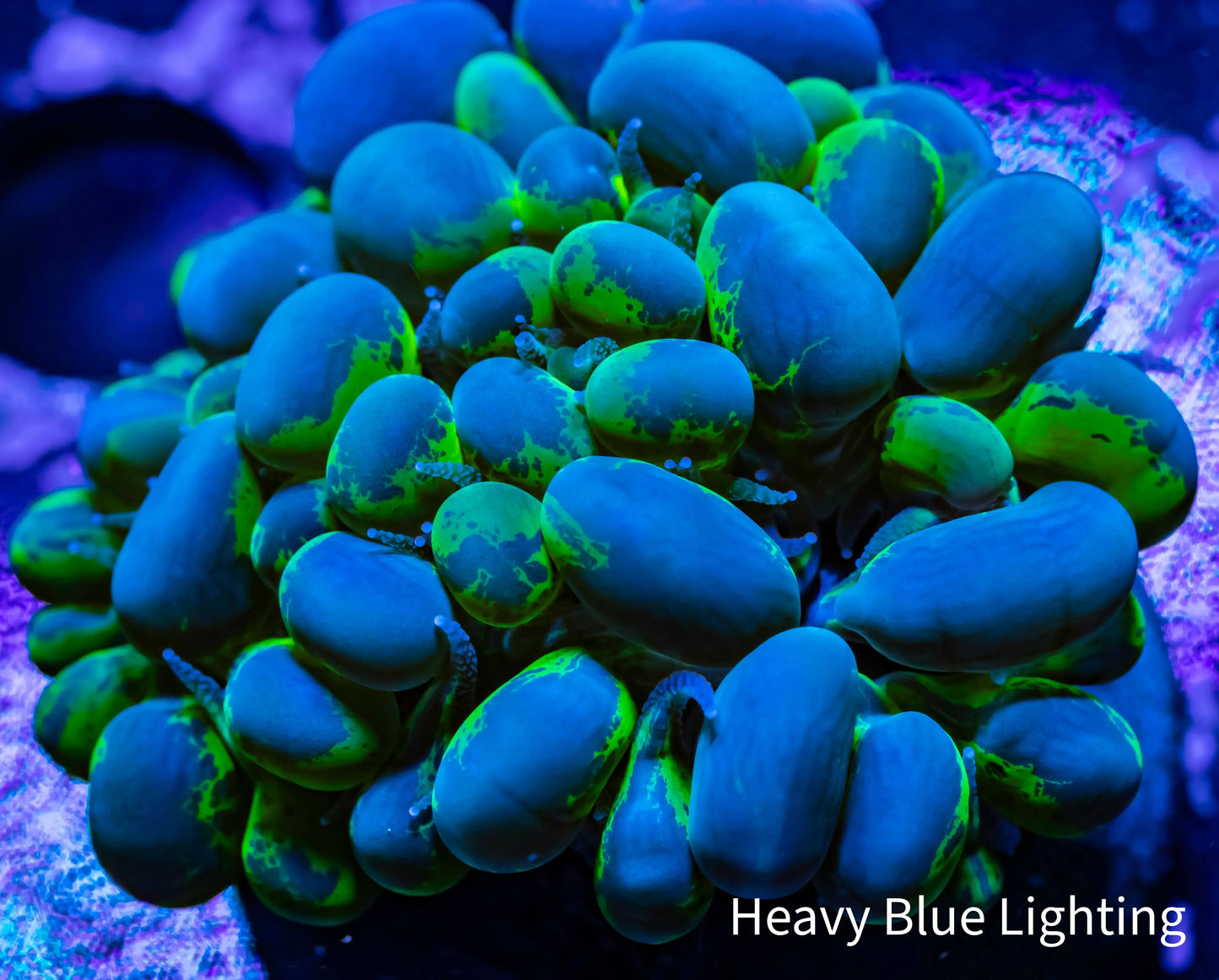 Bubble Coral- Blotchy 4cm WYSIWYG Bubble Coral- Blotchy 4cm WYSIWYG LPS Bubble Coral- Blotchy 4cm WYSIWYG Zeo Box Reef