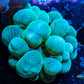 Bubble Coral- Green 4cm Bubble Coral- Green 4cm LPS Bubble Coral- Green 4cm Zeo Box Reef